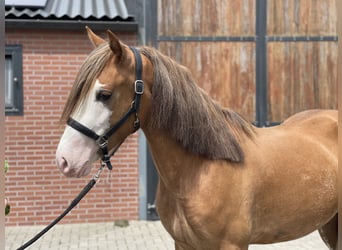 Szwedzki koń gorącokrwisty, Wałach, 3 lat, 155 cm, Ciemnokasztanowata