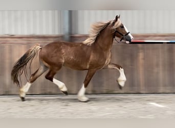 Szwedzki koń gorącokrwisty, Wałach, 3 lat, 160 cm, Kasztanowata