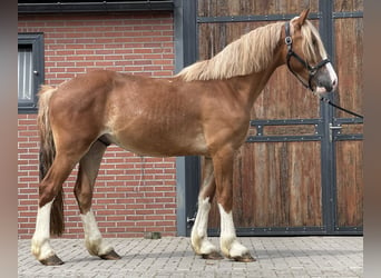 Szwedzki koń gorącokrwisty, Wałach, 3 lat, 160 cm, Kasztanowata