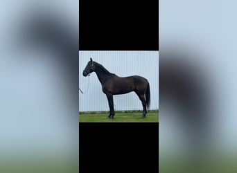 Szwedzki koń gorącokrwisty, Wałach, 5 lat, 170 cm, Ciemnogniada