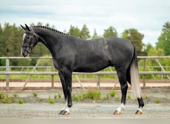 Szwedzki koń gorącokrwisty, Wałach, 6 lat, 163 cm, Siwa