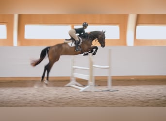Szwedzki koń gorącokrwisty, Wałach, 7 lat, 173 cm, Gniada