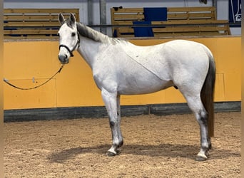 Szwedzki koń gorącokrwisty, Wałach, 8 lat, 164 cm, Siwa jabłkowita