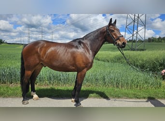 Szwedzki koń gorącokrwisty, Wałach, 9 lat, 168 cm, Gniada