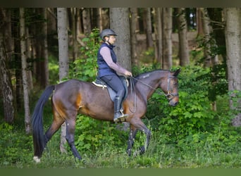 Szybkie wyścigi konne, Klacz, 13 lat, 150 cm, Ciemnogniada