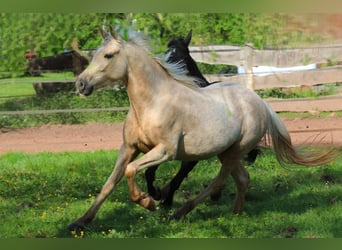 Szybkie wyścigi konne, Klacz, 4 lat, 150 cm, Izabelowata