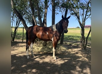 Szybkie wyścigi konne, Wałach, 3 lat, 155 cm, Srokata