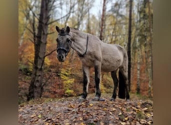 Tarpán, Caballo castrado, 10 años, 132 cm, Bayo