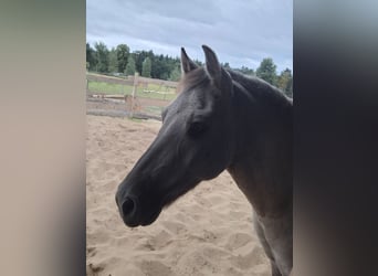 Tarpan, Castrone, 10 Anni, 135 cm