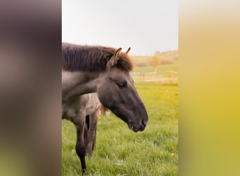 Tarpan, Castrone, 7 Anni, 141 cm, Falbo