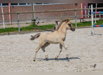 Tarpan, Étalon, Poulain (05/2024), 120 cm, Isabelle