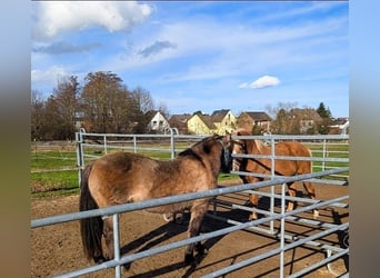Tarpan, Gelding, 5 years, 13.2 hh