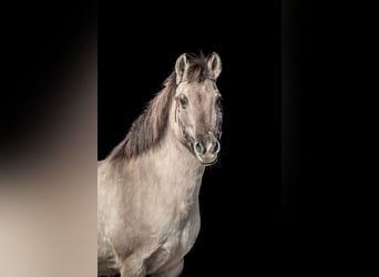 Tarpan, Giumenta, 23 Anni, 135 cm, Falbo