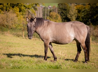 Tarpan, Giumenta, 9 Anni, 138 cm, Falbo