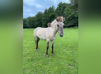 Tarpan, Hengst, 1 Jaar, 137 cm, Falbe