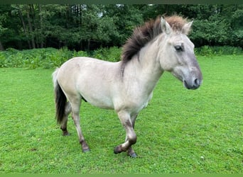 Tarpan, Hengst, 1 Jaar, 138 cm, Falbe