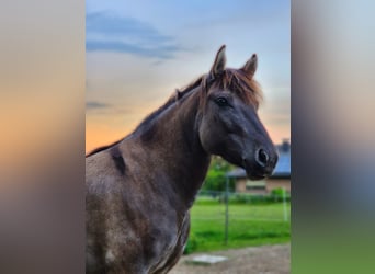 Tarpan, Hongre, 5 Ans, 138 cm