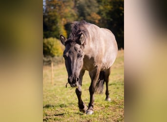 Tarpan, Jument, 9 Ans, 138 cm, Isabelle