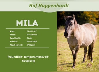 Tarpan, Mare, 9 years, 13,2 hh, Dun