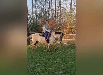 Tarpan, Merrie, 15 Jaar, 135 cm