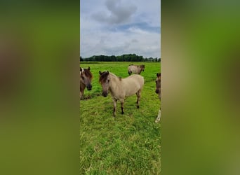 Tarpan, Merrie, 3 Jaar, 115 cm, Falbe