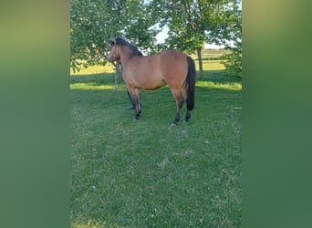 Tarpan, Merrie, 3 Jaar, Brauner