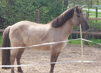 Tarpan, Merrie, 7 Jaar, 142 cm, Falbe