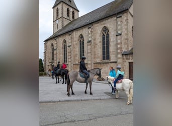 Tarpan, Merrie, 8 Jaar, 130 cm