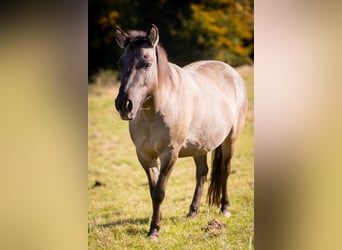 Tarpan, Merrie, 9 Jaar, 138 cm, Falbe