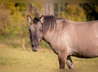 Tarpan, Merrie, 9 Jaar, 138 cm, Falbe