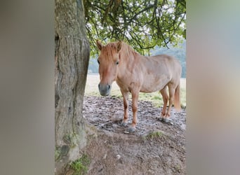 Tarpan, Merrie, 9 Jaar, 139 cm, Falbe