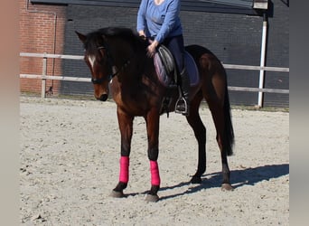 Tarpan, Merrie, 9 Jaar, 161 cm, Bruin