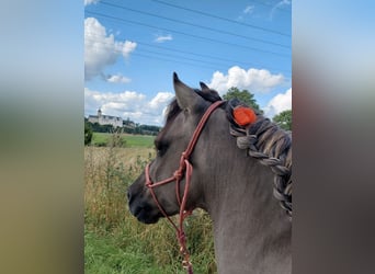 Tarpan Mix, Ruin, 10 Jaar, 125 cm, Falbe
