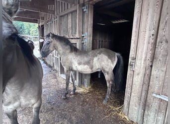 Tarpan, Stallion, 1 year, Grullo