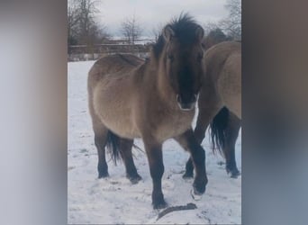 Tarpan, Stallion, 6 years, 13,1 hh, Grullo