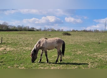 Tarpan, Stallone, 1 Anno, 145 cm, Falbo