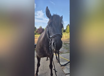 Tarpan, Wallach, 5 Jahre, 138 cm