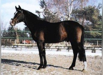 German Riding Pony, Stallion, 39 years, 14.2 hh, Bay-Dark