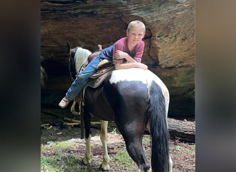 Tennessee konia, Klacz, 10 lat, 142 cm, Tobiano wszelkich maści