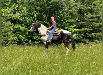 Tennessee konia, Klacz, 10 lat, 142 cm, Tobiano wszelkich maści