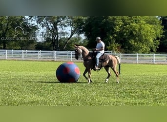 Tennessee konia, Klacz, 10 lat, 152 cm, Ciemnokasztanowata