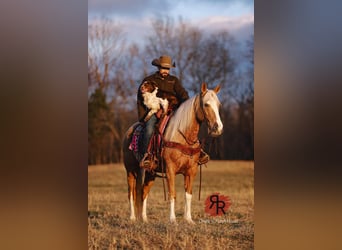 Tennessee konia, Klacz, 12 lat, 152 cm, Izabelowata