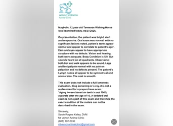 Tennessee konia, Klacz, 13 lat, 152 cm, Karodereszowata