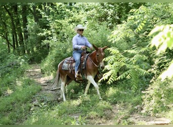 Tennessee konia, Klacz, 14 lat, Ciemnokasztanowata