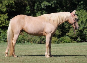 Tennessee konia, Klacz, 15 lat, 150 cm, Izabelowata