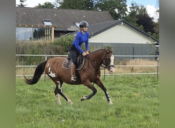 Tennessee konia Mix, Klacz, 15 lat, 155 cm, Srokata