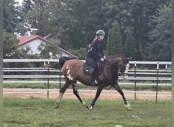 Tennessee konia Mix, Klacz, 15 lat, 155 cm, Srokata