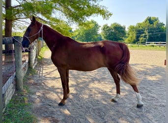 Tennessee konia, Klacz, 16 lat, 152 cm, Ciemnokasztanowata