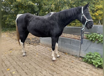 Tennessee konia, Klacz, 18 lat, 150 cm, Srokata