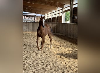 Tennessee konia, Klacz, 2 lat, 157 cm, Kasztanowata
